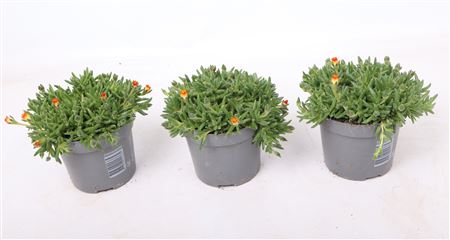 Delosperma Lido Yellow With Eye