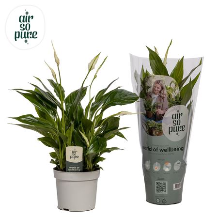 Spath Bellini 8+ (air So Pure)