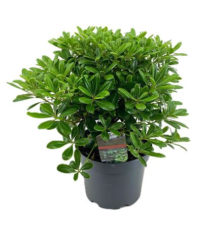 Pittosporum Tobira Nanum
