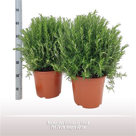 Rosmarinus Officinalis Bush