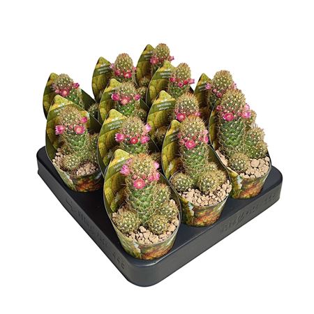 Mammillaria Elongata Lemon Potcover