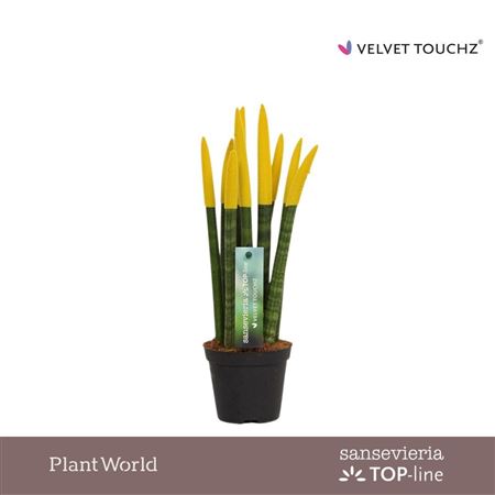 Sansevieria Velvet Touchz Yellow