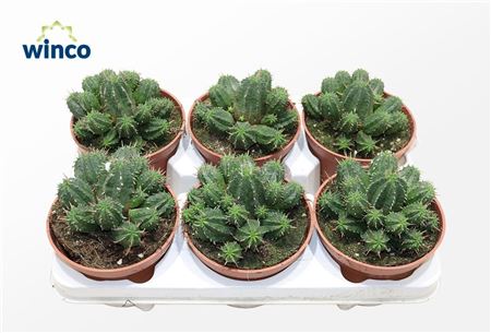 Euphorbia Aggregata