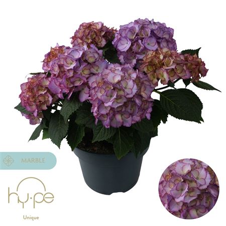 Hydrangea Ma Ave Blue 7+ (hy-pe)