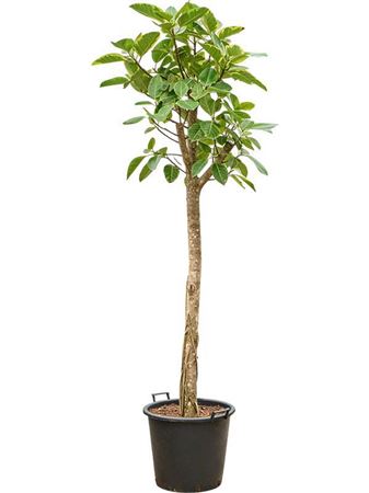 Ficus Altissima 'variagata'