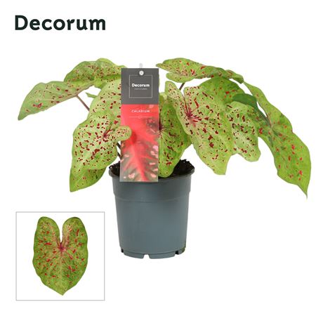 Caladium Bicolor (decorum)