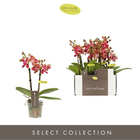 Phal 2st Red 10+ (opti)