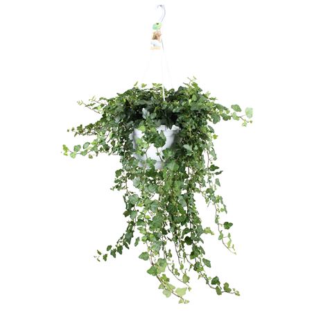Hedera Wonder