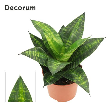 Sansevieria Hahnii Tiger Hahnii