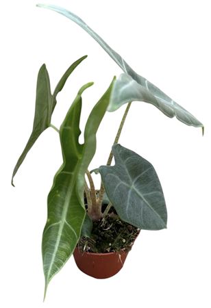 Alocasia Longiloba Silver Crown