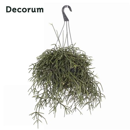 Rhipsalis Pilocarpa Hang Pot