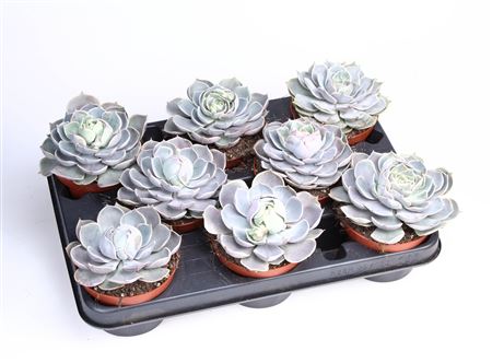 Echeveria Lotus