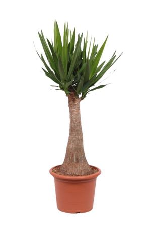 Yucca Maya Rechte Stam 60cm