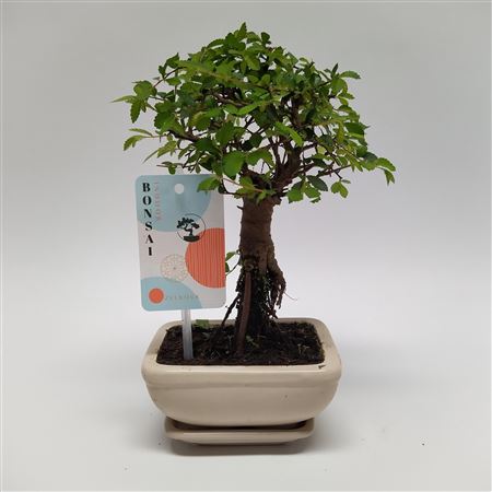 Zelkova Bonsai Traditional