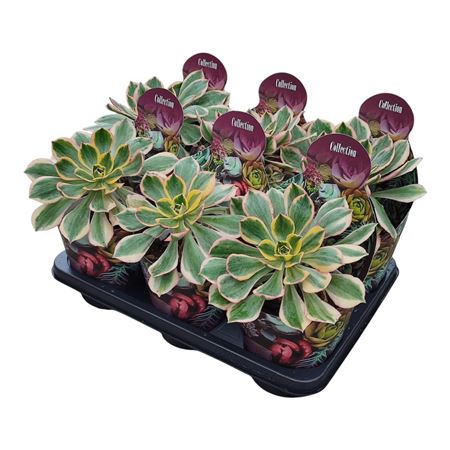 Aeonium Sunburst Potcover