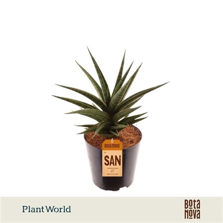 Sansevieria Blue Dancing