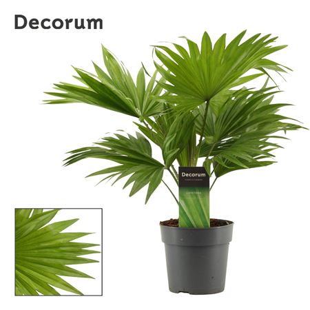 Livistona Rotundifolia (dec)