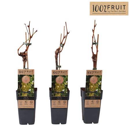 Vitis Vin Lakemount (grafted)