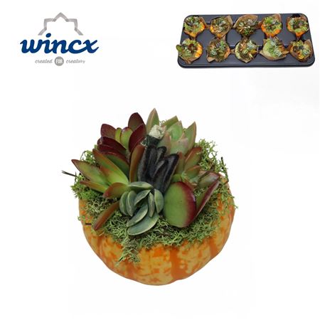Wincx Pumpkin Mix (s)