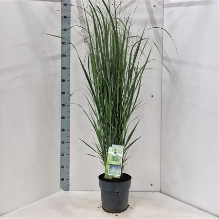 Panicum Virgatum Northwind