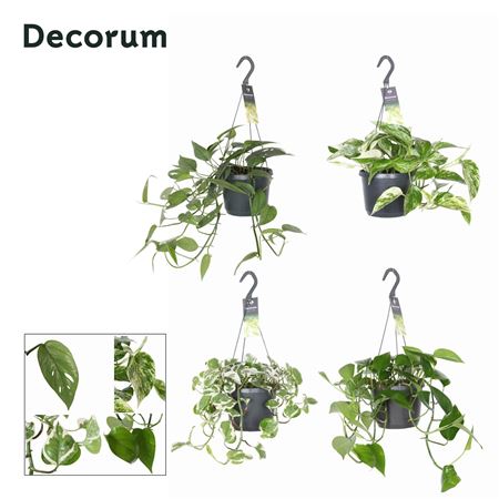 Epipremnum Mixed