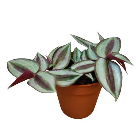 Tradescantia Zebrina