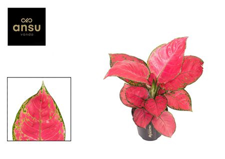 Aglaonema Red Joy