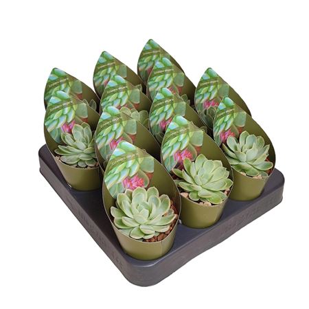 Echeveria Elegans Potcover