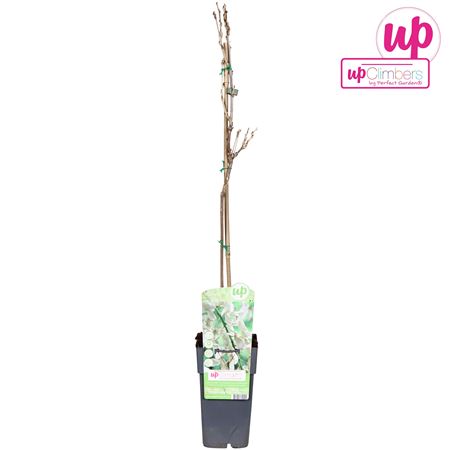 Wisteria Floribunda Alba