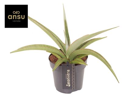 Sansevieria Comet Pastel Grey No. 2