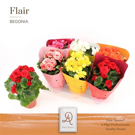 Begonia Mix Metallic Sleeve (dolc'amore)