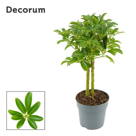 Schefflera Arboricola Luseana Op Stam 12 Cm (decor