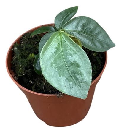 Elatostema Vittatum