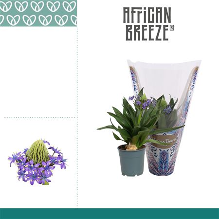 Пролеска Перуанская