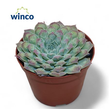 Echeveria Gilo X Raindrops