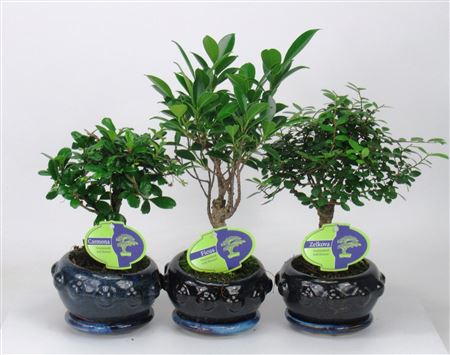 Bonsai Mix Indoor Broom With Drip Tray