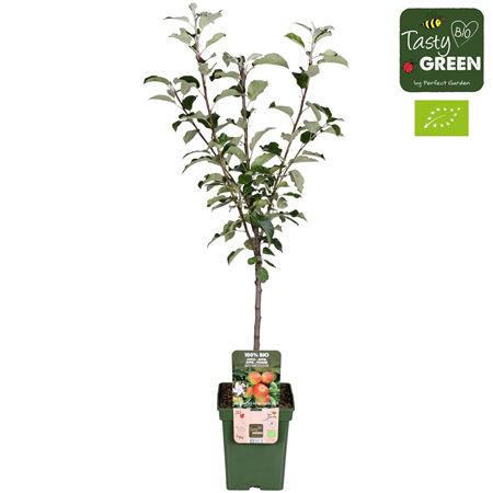 Malus Dom Elstar Bio