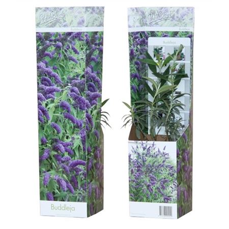 Buddleja Nanho Blue