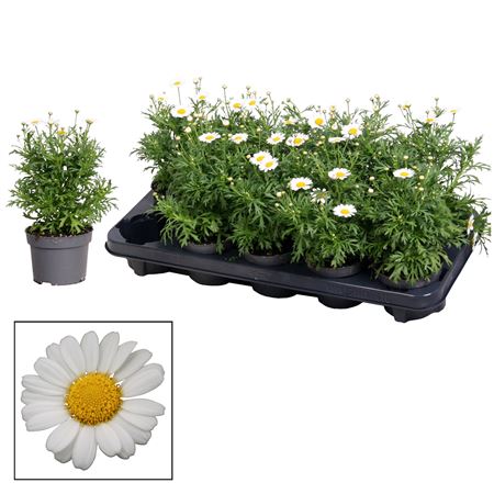 Argyranthemum White