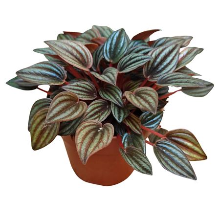 Peperomia Caperata Lima