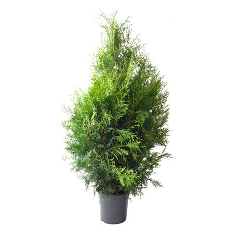Thuja Occ Brabant (pressed)