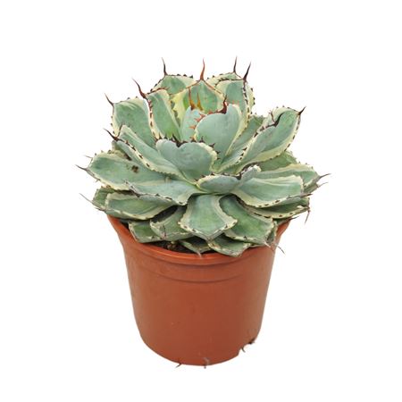 Agave Potatorum Variegata 17 Cm