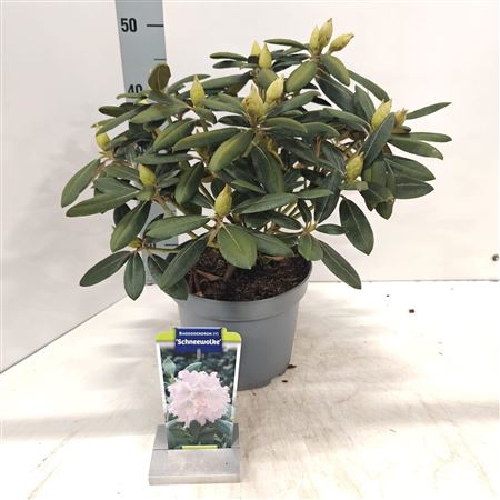 Rhodo (y) Schneewolke