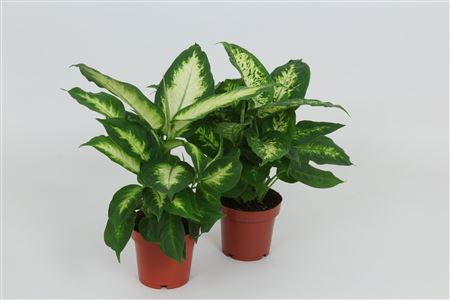 Dieffenbachia Camilla Compacta