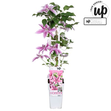 Clematis Diamantina White