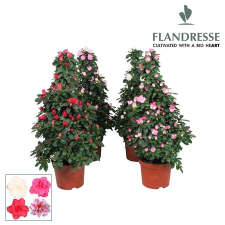 Azalea Flandresse Piramide Mix