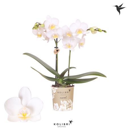 Phal 2st Norway 22+ (ok)