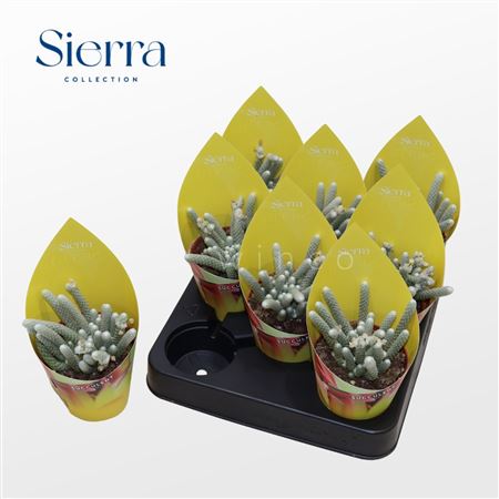 Avonia Papyracea (sierra) Sierra Collection