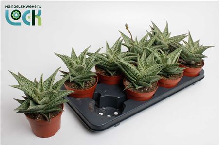 Aloe Snow Flake
