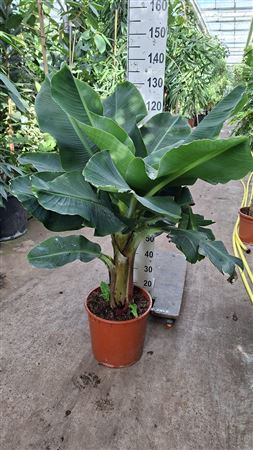 Musa Tropicana Xl